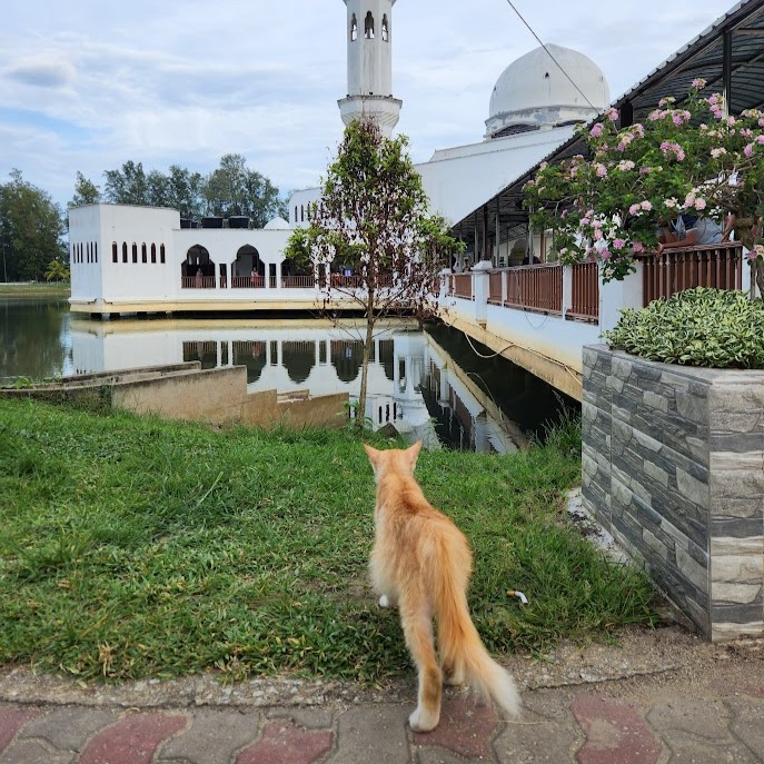 モスクを見守る猫