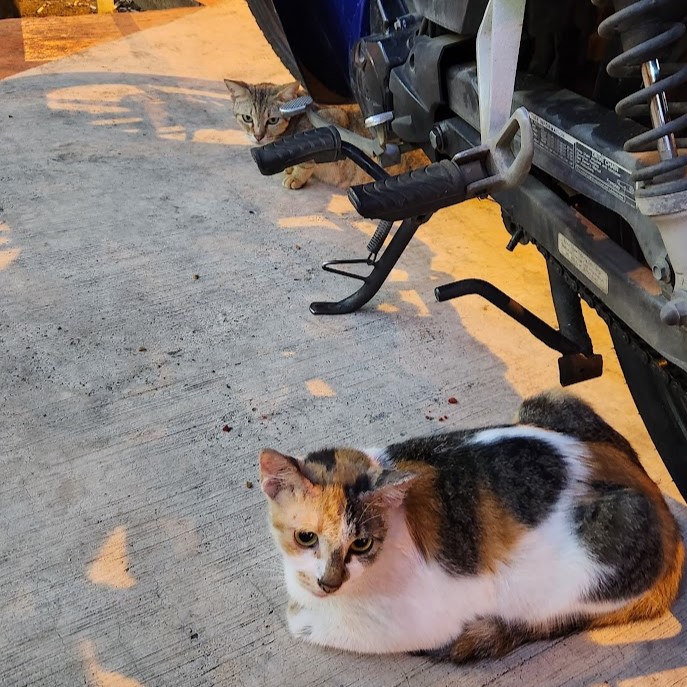 バイクを見張る2匹の猫
