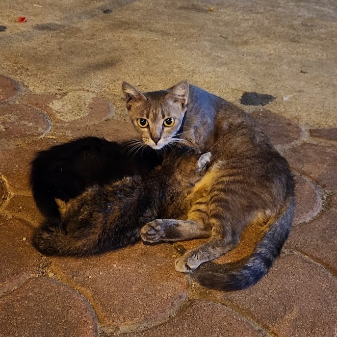 母親猫と双子の子猫