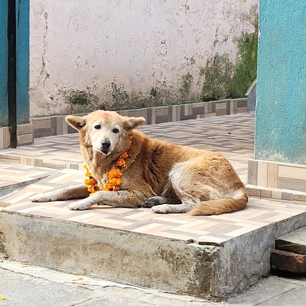 ティハールで装飾された犬