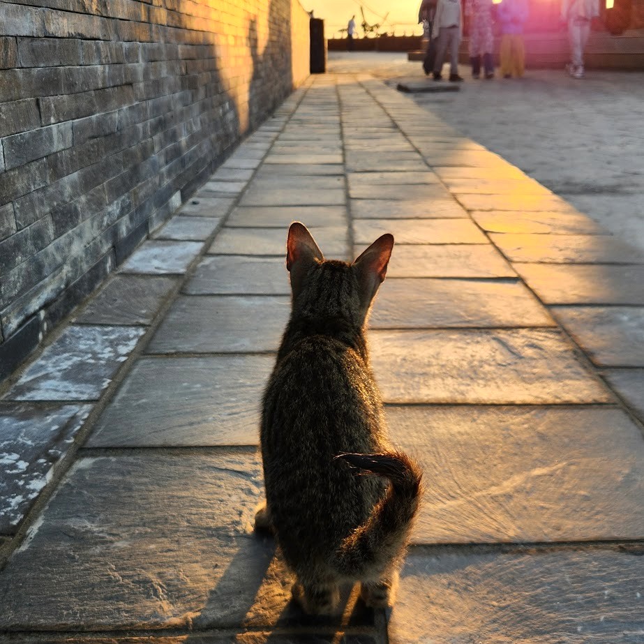 サランコット展望台で見かけた子猫の後ろ姿