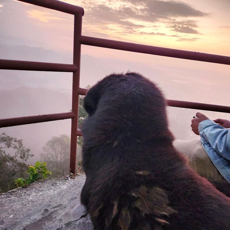 サランコットで雲海を眺める犬